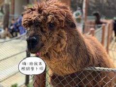 -大连森林动物园