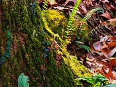 -象头山国家级自然保护区