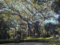 -瑞丽独树成林风景区