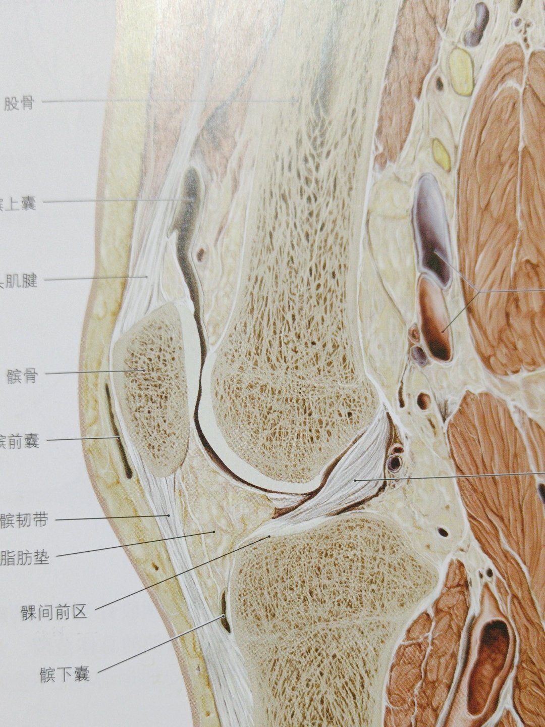 髌上囊 位置图图片