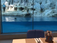 -帝企鹅自助餐厅•儿童岛•真企鹅(长隆企鹅酒店)