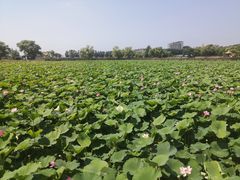 -黑龙江省森林植物园