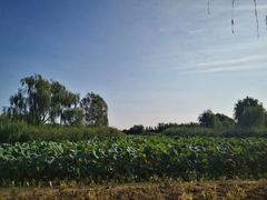 -大兴滨河森林公园