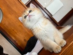 -喵zoo家庭繁育猫舍(尖东智能花园店)