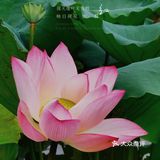 洪湖公园拍荷花之「夏雨荷」没有雨💦💦💦