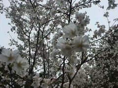 -武汉大学-樱园