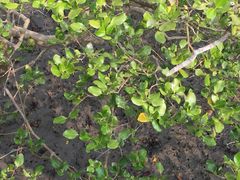 -北海金海湾红树林生态旅游区