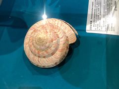-青岛贝壳博物馆