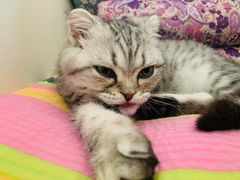-猫十亿·布偶金渐层·曼基康矮脚猫舍(青年路店)