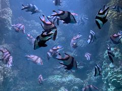 -海合安青岛极地海洋公园