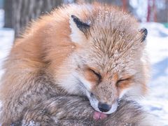 -宫城藏王狐狸村