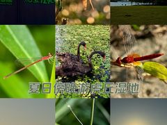 -虎丘湿地公园