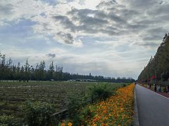 -上海长兴岛郊野公园