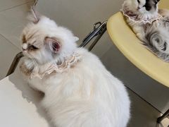 -怪兽屋·羊驼·猫咖·狗咖(俊华广场店)