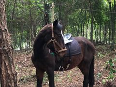 -铁山坪森林公园