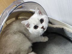 -东莞宠友24H宠物中心医院·转诊夜诊·异宠(新河北路院)