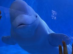 -多彩贵州城极地海洋世界