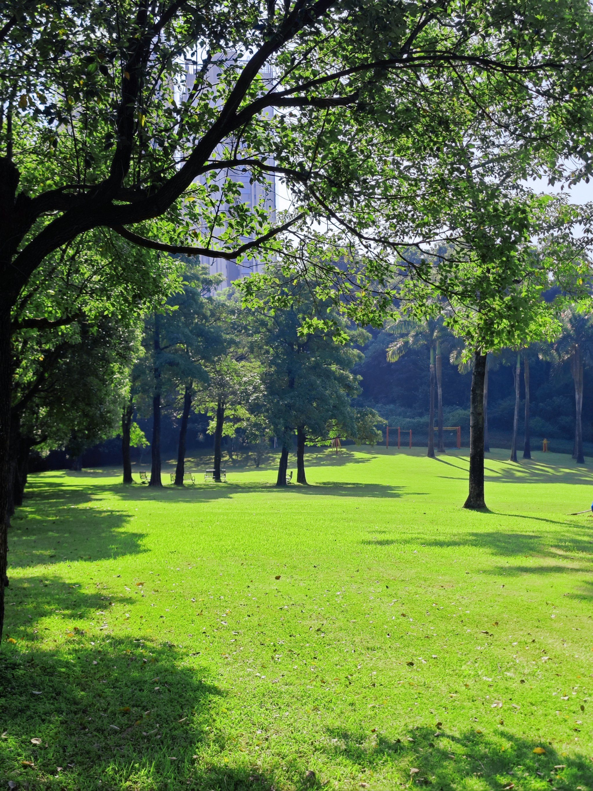 不在欧洲🇨🇭在深圳我见到绿意盎然的秋天❗
