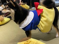 -逗柴咖啡屋·狗咖猫咖宠物桌游