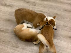 -浣熊柯尔鸭土拨鼠·电玩咖
