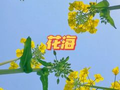 -西京湾花海