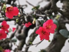 -成都杜甫草堂博物馆