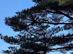 -黄山翡翠谷景区