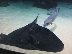 -凯莉-塔尔敦海洋生物水族馆