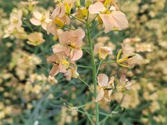 -中国天府农业博览园