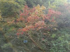 -驼梁风景区