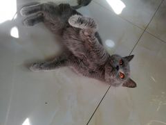 -欧奕国际动物医院