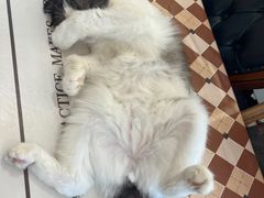 -猫小院猫主题餐厅(南锣旗舰店)