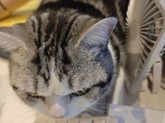 -御宝贝·A梦猫科宠物医院(国际猫友好医院)
