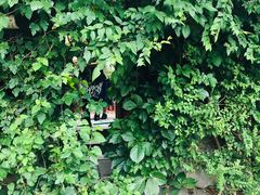 容易错过的绿植入口-斯多格书乡(北京大学畅春园店)