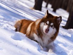 -塞罕坝国家级自然保护区