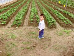 -前小桔亲子创意农场·草莓采摘·露营烧烤