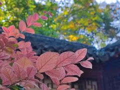 -秋霞圃