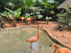 -海南热带野生动植物园
