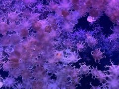 -珠海长隆海洋王国