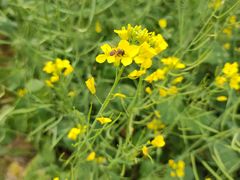 -光明小镇欢乐田园