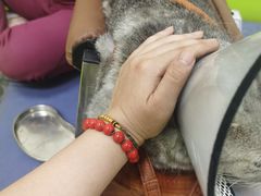 -美联众合动物医院·24h转诊中心