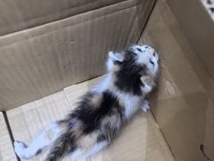 -派特宠物医院(圆融广场店)