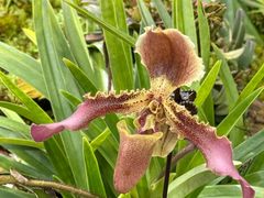 -国家植物园南园