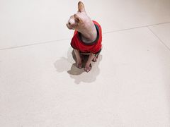 -藏猫猫咖啡主题馆(中央大道店)