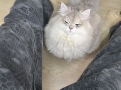 -猫十亿·布偶金渐层·曼基康矮脚猫舍(青年路店)