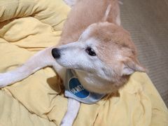 -逗柴咖啡屋·狗咖猫咖宠物桌游