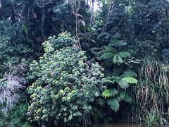 -热带雨林自然公园