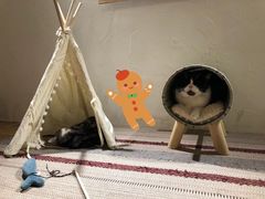 -猫友咖啡店(玉林西路店)