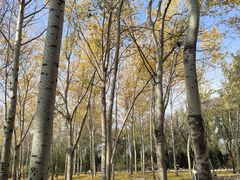 -森林公园(尖草坪区)