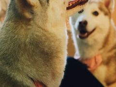 -Husky Go! 哈士奇体验馆·宠物咖啡厅狗咖